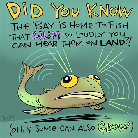 The Humming Fish of San Francisco Bay Hum & Glow .